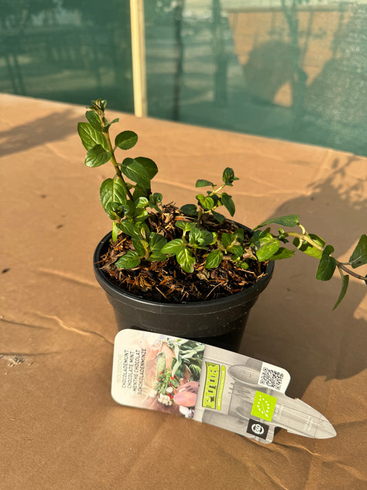 Organic Chocolate Mint Plant - نبات الشوكولاتة بالنعناع