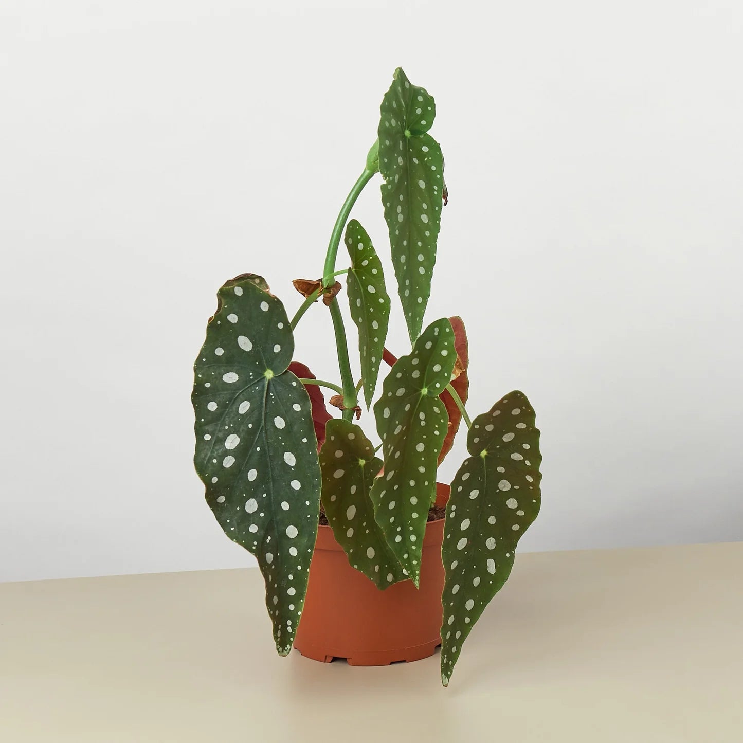Begonia Strawberry - Rare Indoor Plant - نبات داخلي