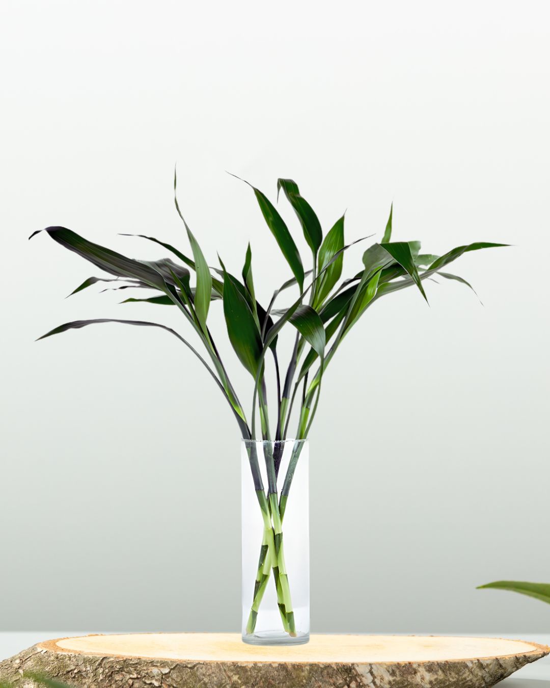 Lucky Bamboo in Glass Vase - نبتة بامبو