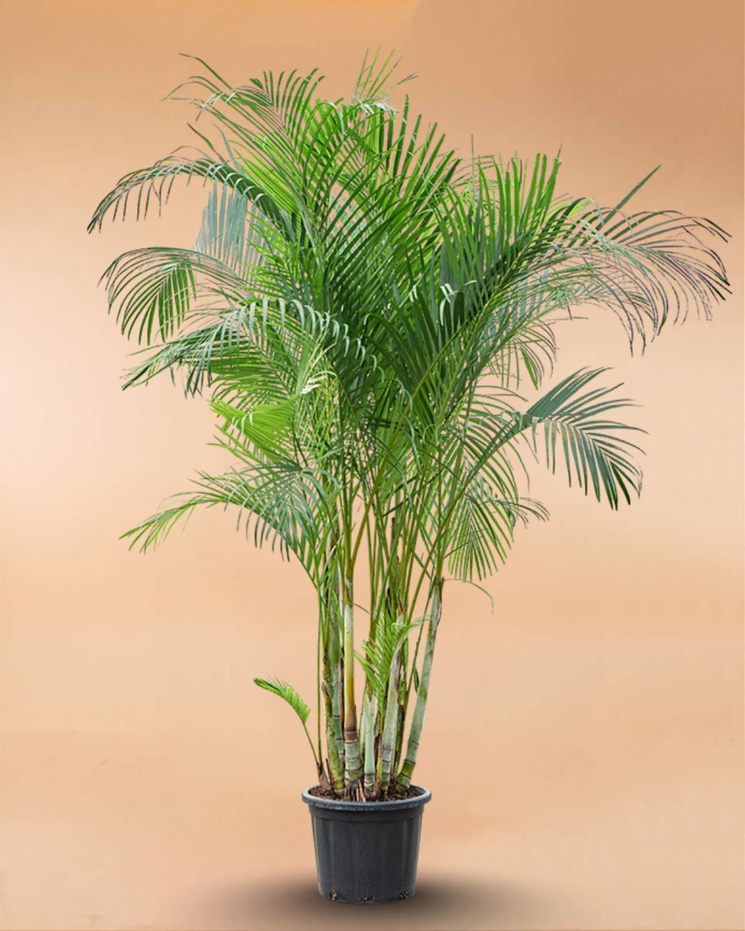 Areca Palm - Dyps...