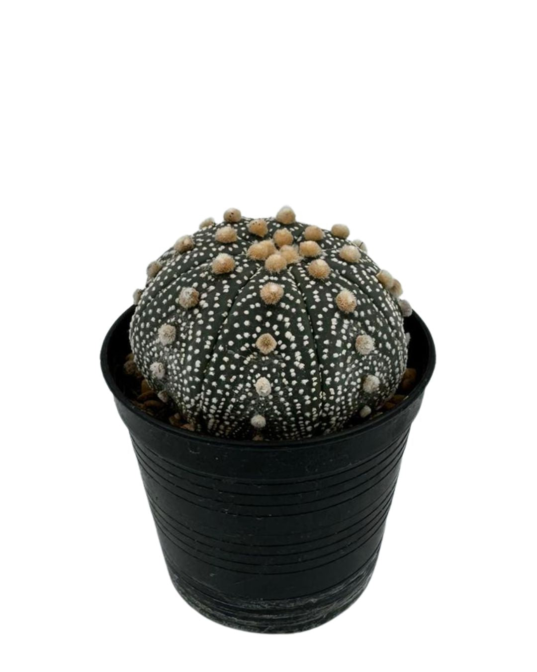 Super Kabuto Cact...