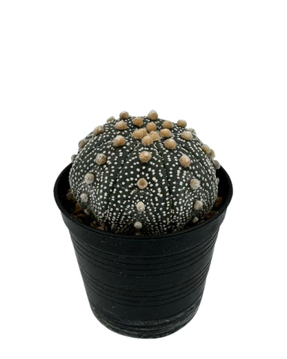 Super Kabuto Cactus - نبات صبّار