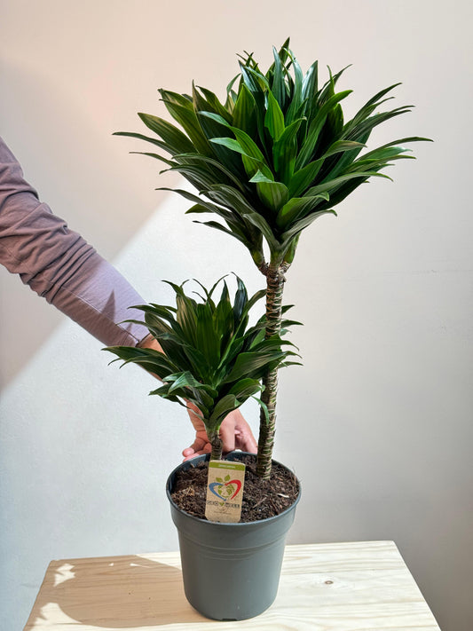Dracaena Compacta 80cm - Indoor House Plant - نبات داخلي