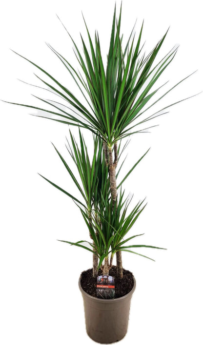 Dracaena Marginata - Indoor Plants - النباتات الداخلية - دراسينا