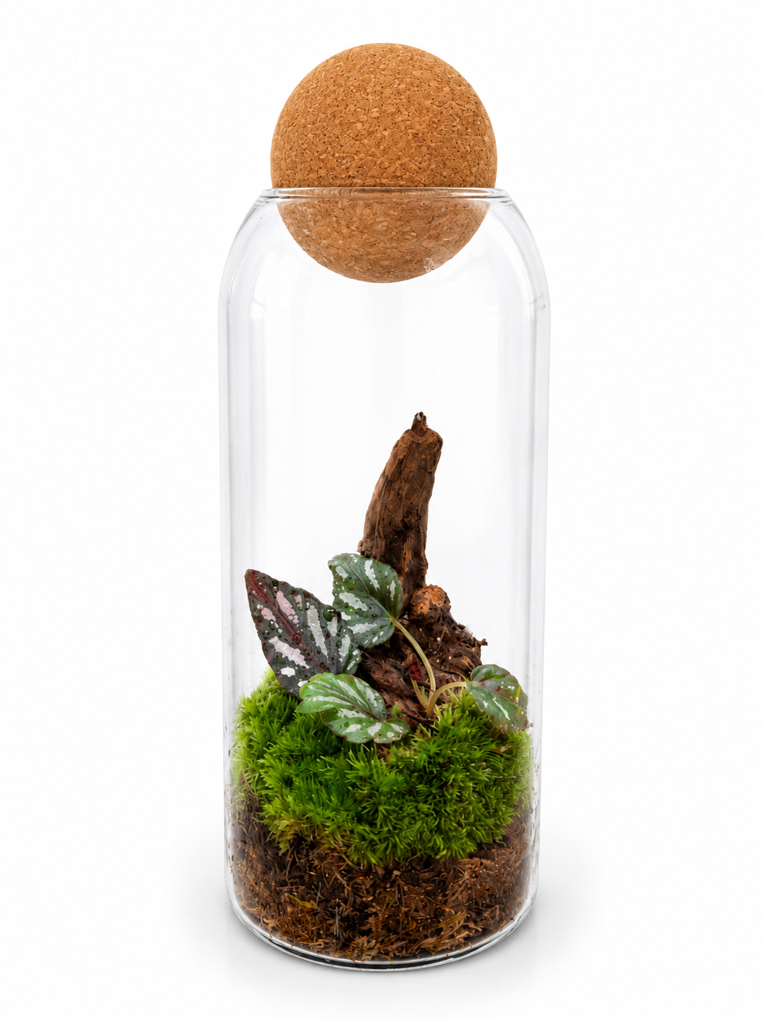 Living Forest Terrarium - تيراريوم الغابة الحية