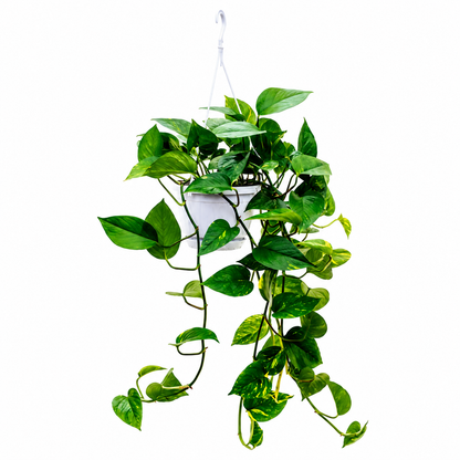 English Golden Pothos — Money Plant — جولدن بوثوس — نبتة المال