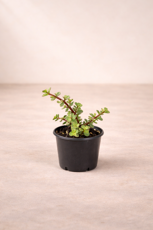 Portulacaria Afra – نبات بورتولاكاريا أفرا