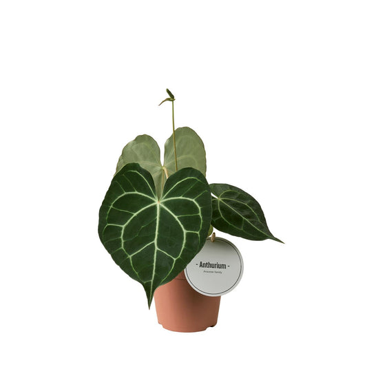 Anthurium Clarinervium - Indoor Plant - نبات داخلي - ألوكاسيا