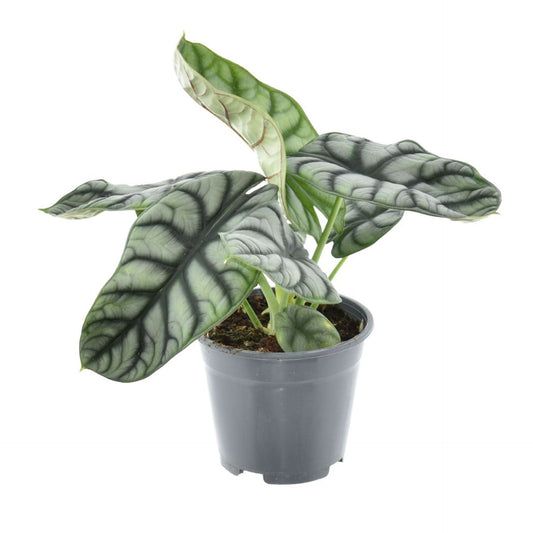 Alocasia Nebula Silver Compacta - Indoor Plant - نبات داخلي - ألوكاسيا