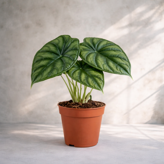 Alocasia Dragon Scale - Indoor House Plant - نبات داخلي - ألوكاسيا