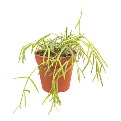 Hoya Linearis - نبات داخلي