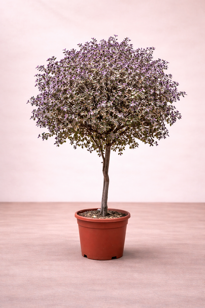 Vitex trifolia ‘Purpurea’ (Purple Vitex) - نبتة كف مريم