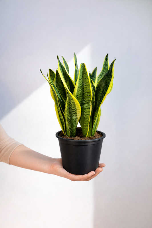 Snake Plant - Sansevieria Laurentii - النباتات الداخلية