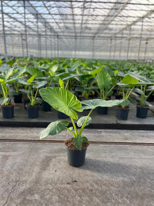 Alocasia Macrorrhiza - Indoor House Plant - نبات داخلي