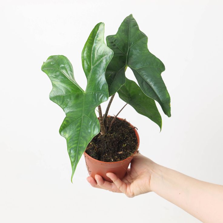 Alocasia Batwing - Rare Indoor House Plant - نبات داخلي