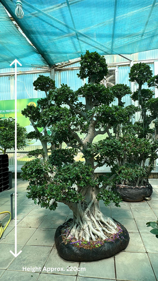 Bonsai Ficus Microcarpa Tree - Indoor Plant - شجرة بونساي