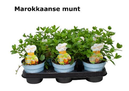 Organic Maroccan Mint Plant - نبات النعناع المغربي