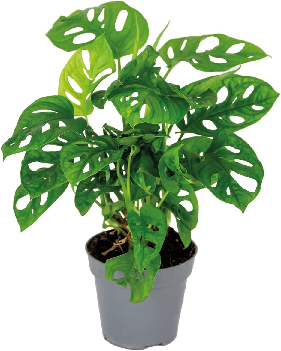 Monstera Obliqua Monkey Leaf - Indoor House Plant - نبات داخلي