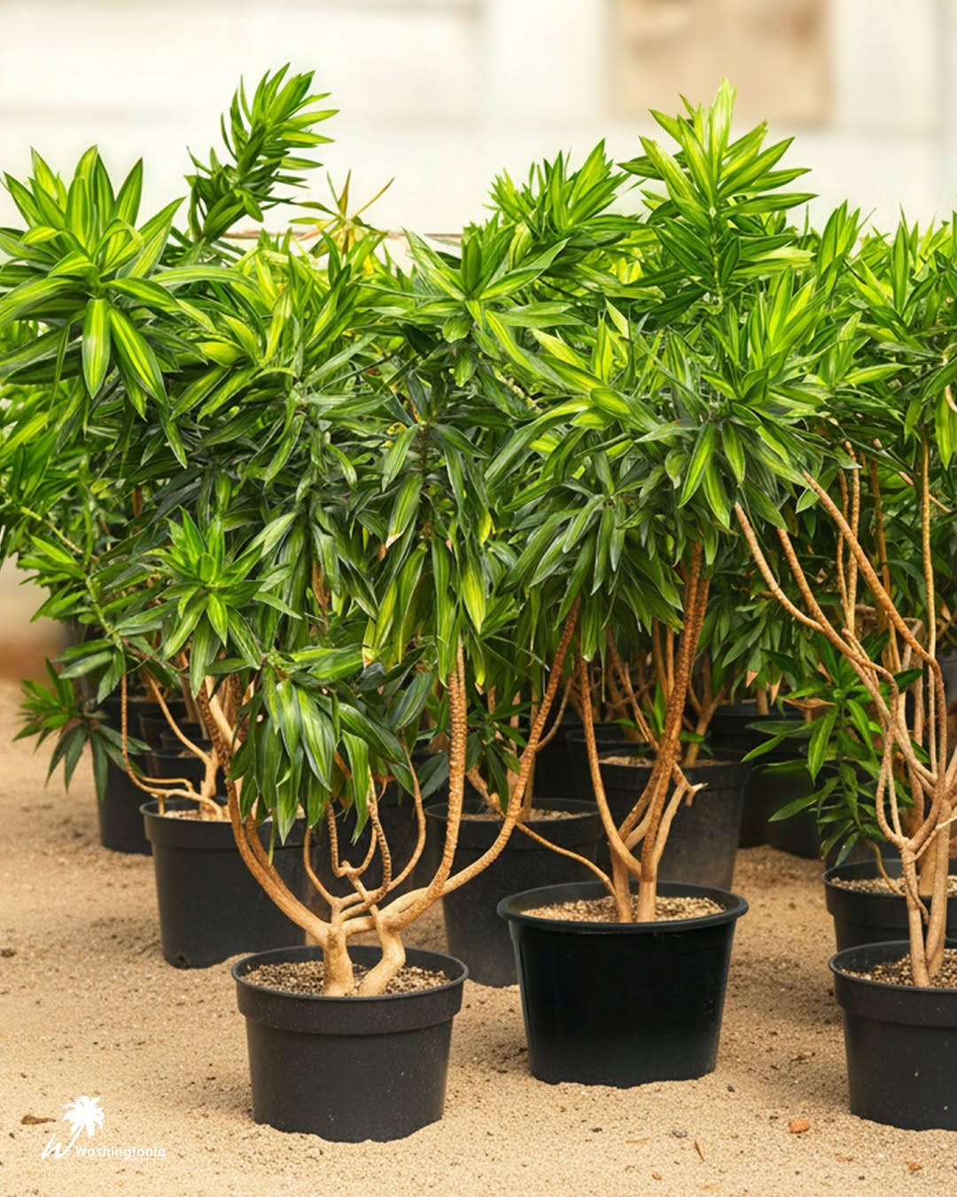 Dracaena Reflexa ...