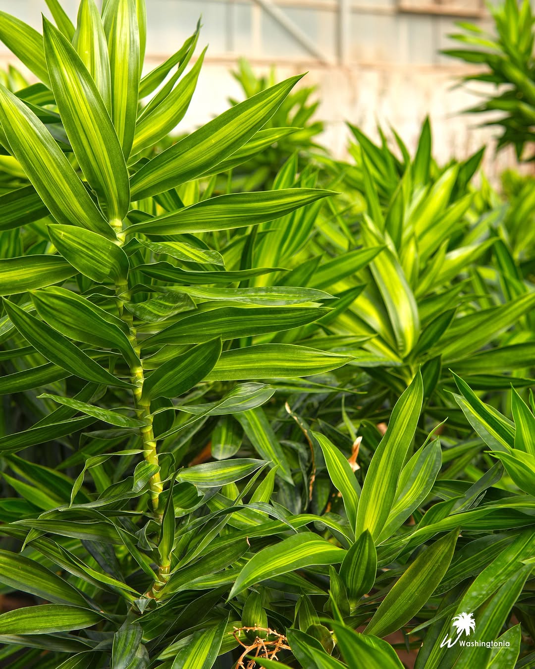 Dracaena Reflexa ...