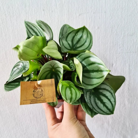 Watermelon Peperomia (Peperomia Argyreia) with vibrant green leaves featuring silver stripes, displayed in an elegant indoor setting.