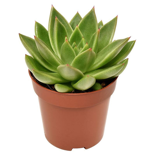 Echeveria Miranda - Centered Window Natural Daylight