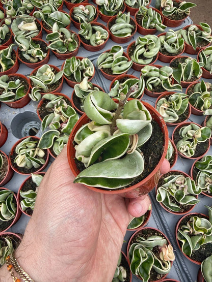 Hoya Carnosa Compacta Variegata – Indoor House Plant | نبات داخلي