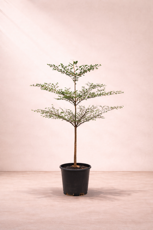 Terminalia Mantaly Tree - ترميناليا مانتالي