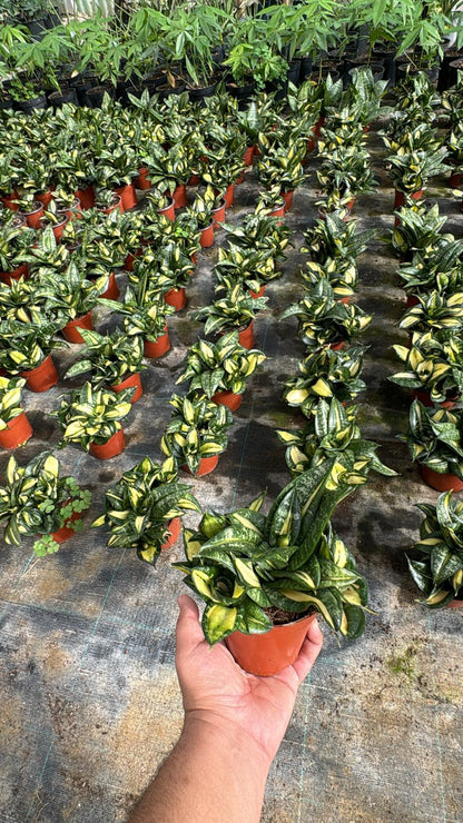 Sansevieria Hahnii Twister Tsunami - Snake Plant - نبتة داخلية