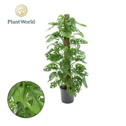 https://plantnpot.com › products › monstera-adansonii-monstera-obliqua-monkey-leaf