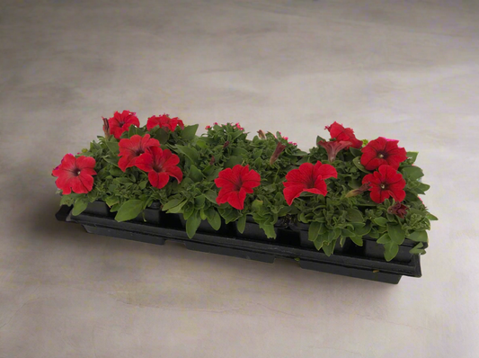 Petunia Plant in Tray – ورد البيتونيا - Seasonal Flower Plant