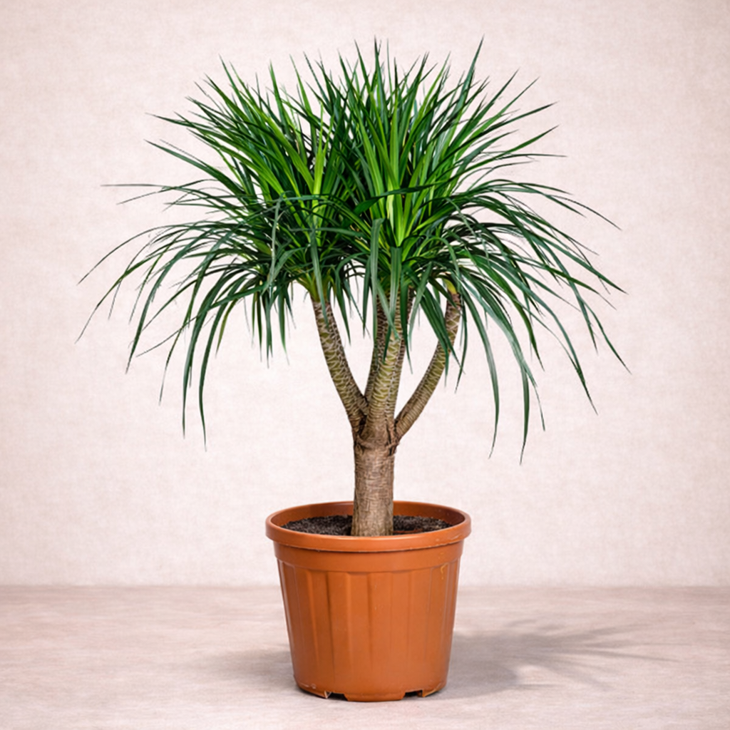Dracaena Draco - ...