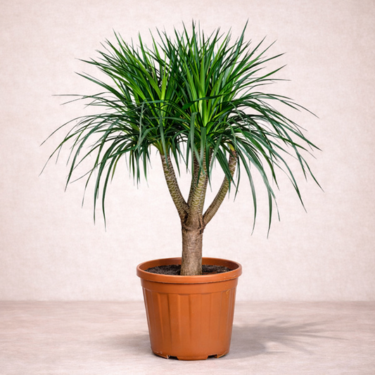 Dracaena Draco - Green - Indoor Plants - النباتات الداخلية