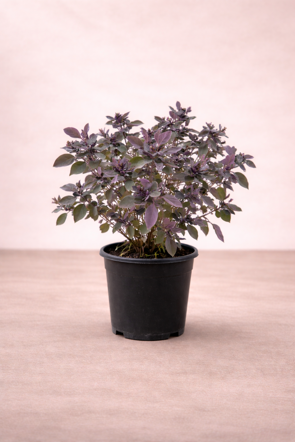 Vitex trifolia ‘P...