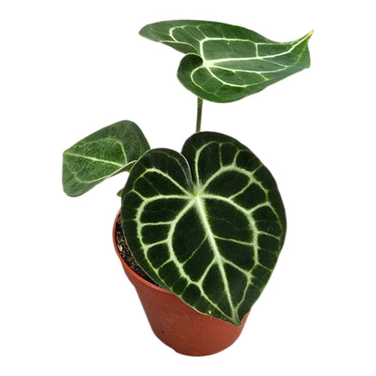 Anthurium King Of Clarinervium Sulanjana - Rare Indoor House Plant - نبات داخلي