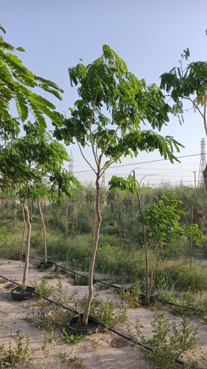 Albezia Lebbeck Tree - شجرة اللبخ