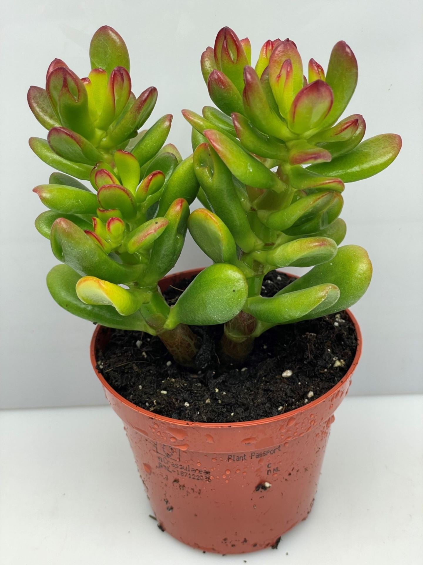 Crassula Ovata 'Hobbit' succulent plant with tubular, curled leaves, perfect for indoor decoration.