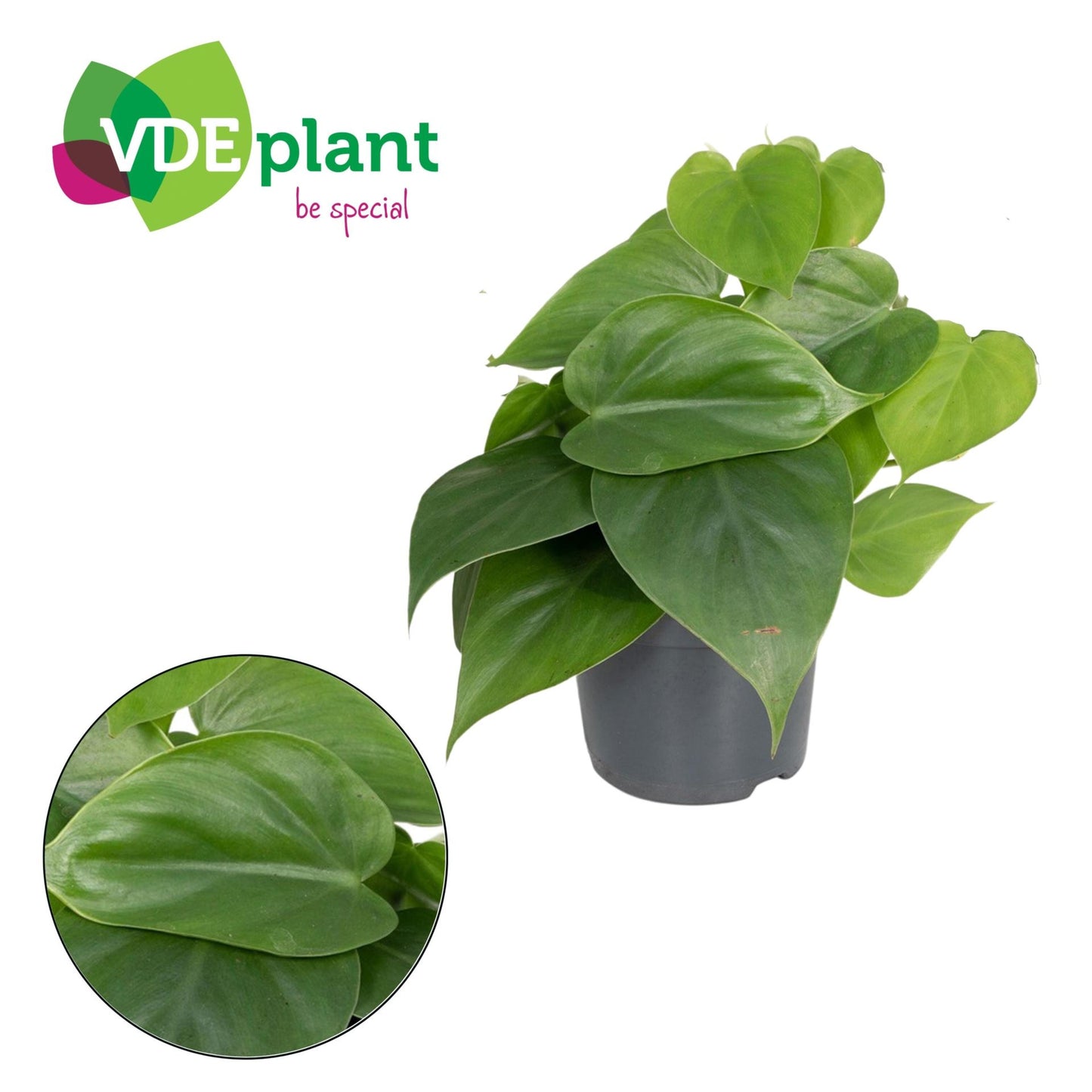 Philodendron Scandens - Indoor House Plant - نبات داخلي