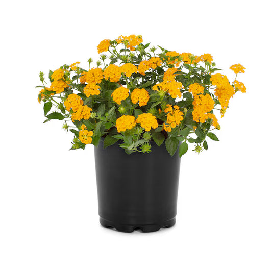 https://plantnpot.com › products › lantana-plant