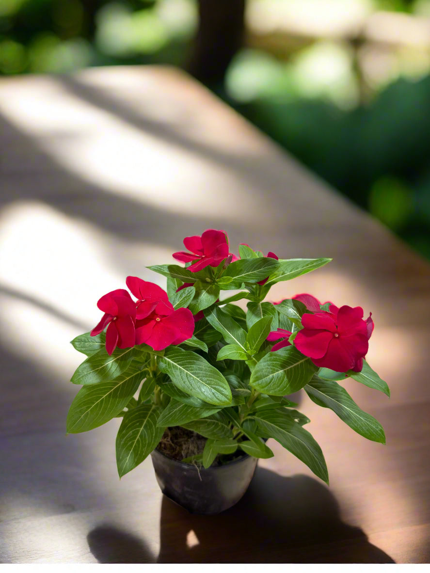 Vinca Plant – Seasonal Flower Plant
