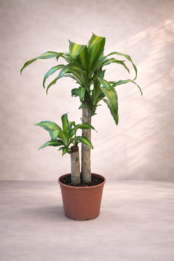 Dracaena Frg. Massangeana - Indoor House Plant -  النباتات الداخلية