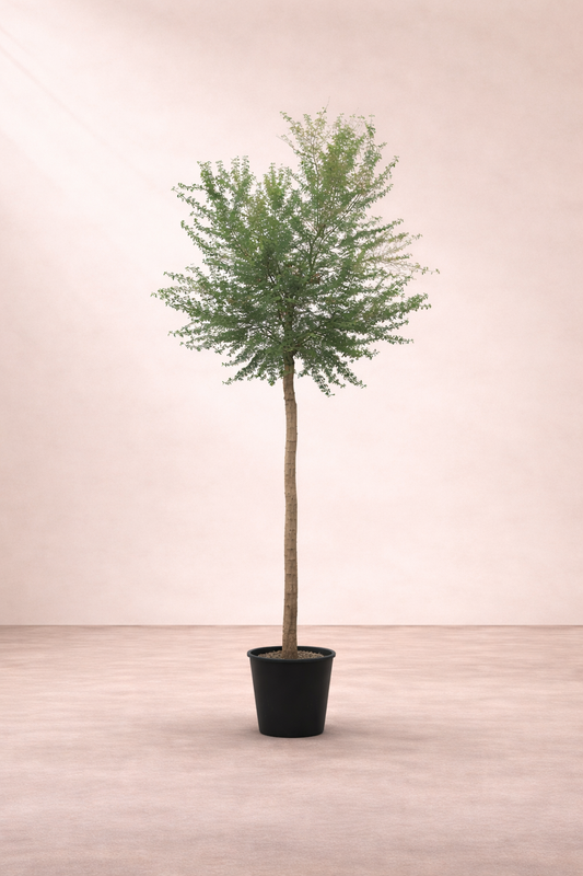 Pithecellobium Dulce Tree - شجرة التمر الهندي