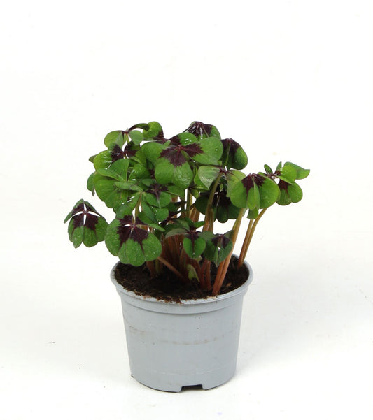 https://plantnpot.com › products › oxalis-green