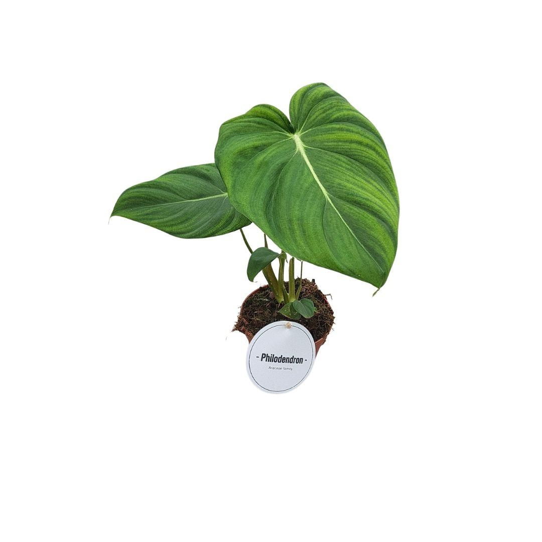 Philodendron Past...