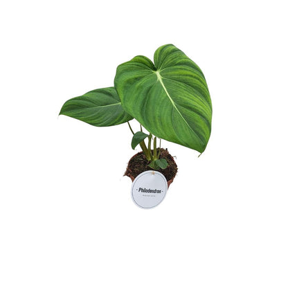 Philodendron Pastazanum / Mcdowell - Indoor House Plant - نبات داخلي