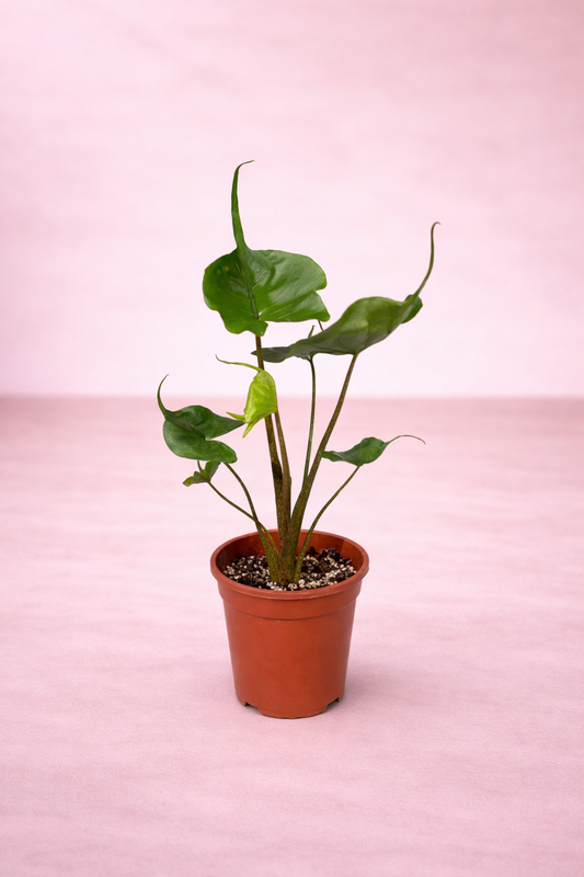 Alocasia Stingray Bambino Arrow - Indoor House Plant - نبات داخلي