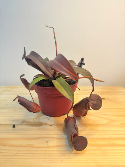 Nepenthes Plant - Carnivorous Plant - Insect Eating Plant - Indoor Plant