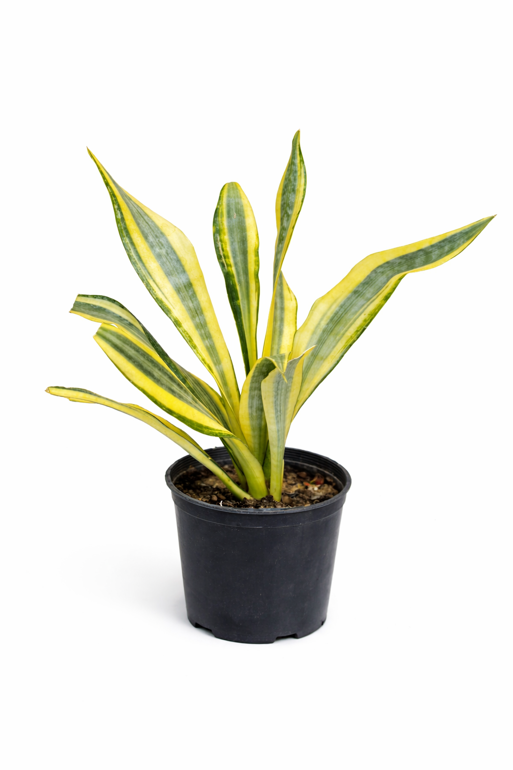 Sansevieria Aubry...