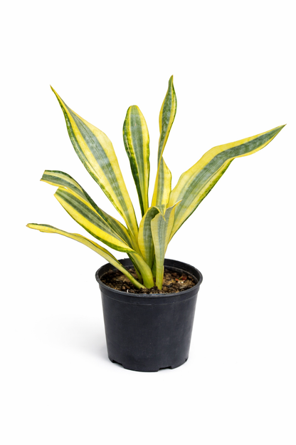 Sansevieria Aubrytiana Yellowstone – Indoor Snake Plant | نبات داخلي