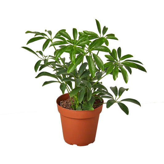 Schefflera Arboricola Nora - Indoor House Plant - نبات داخلي